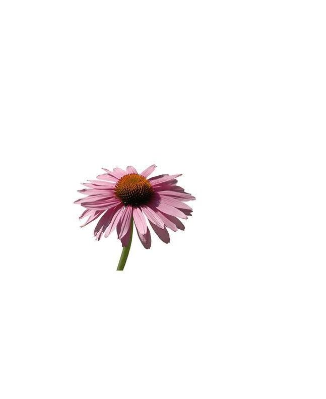 Echinacea 15g