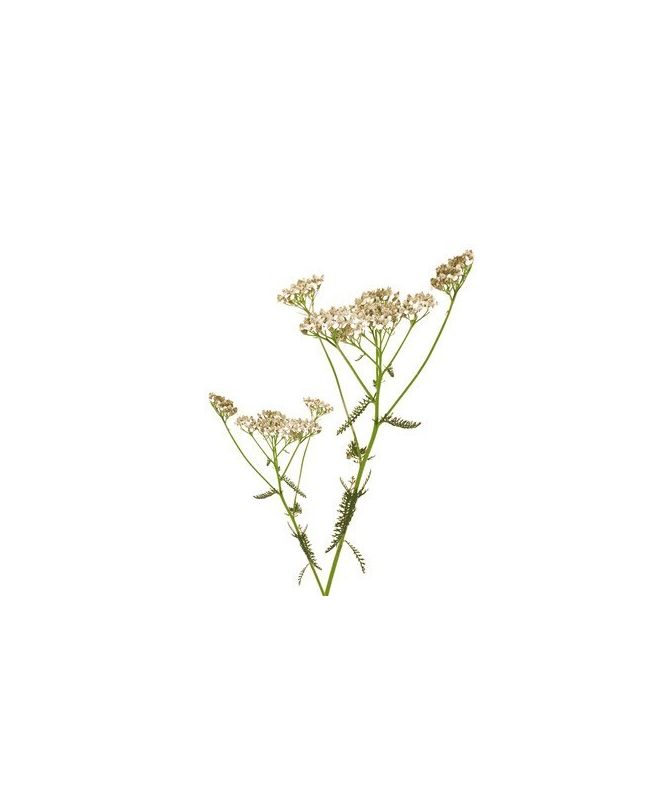 Schafgarbe 15g