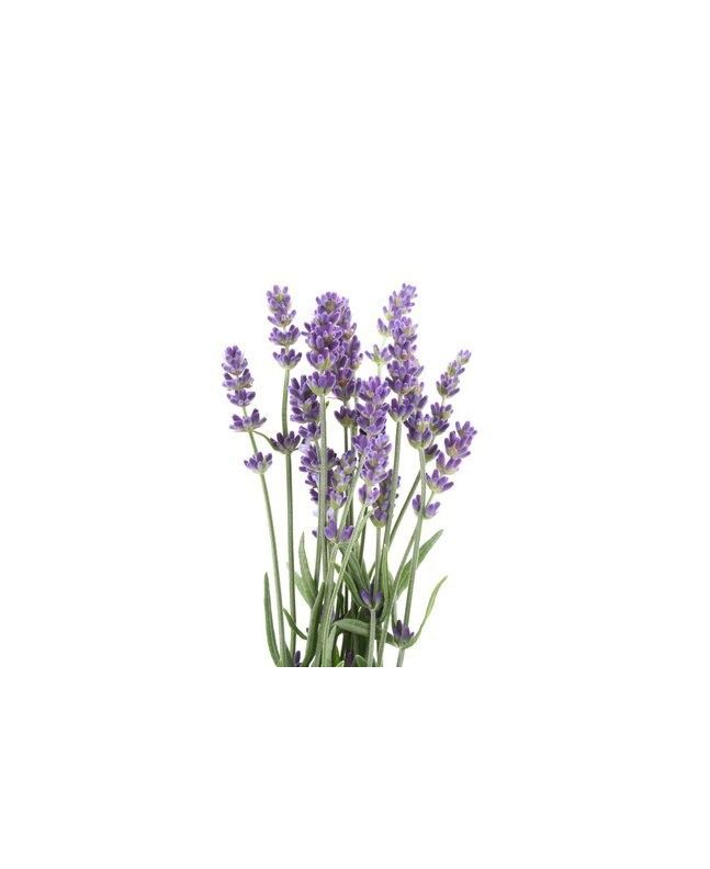 Lavendel 50g
