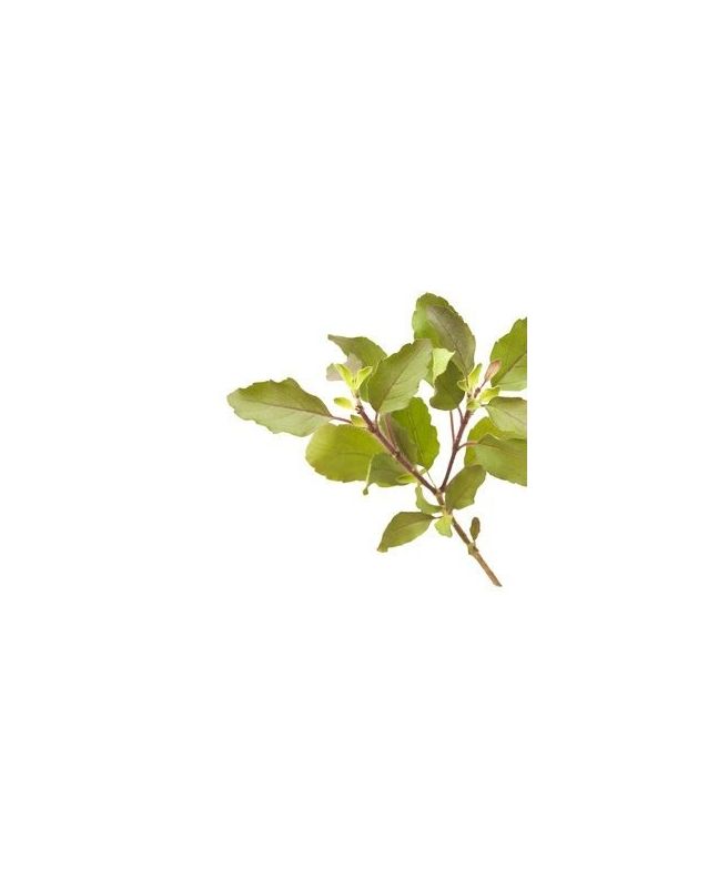 Tulsi - Indisches Basilikum 15g