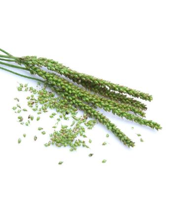 Wegerich 15g