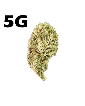 Hanf Dürre CBD Jack Herer <7%