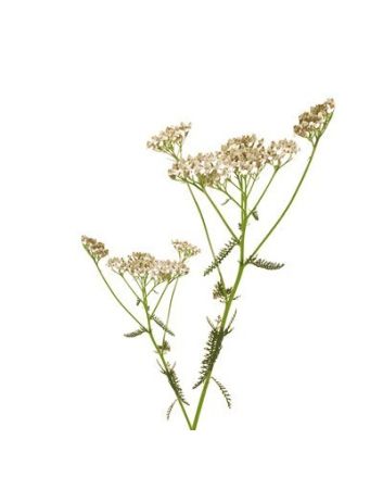 Schafgarbe 15g