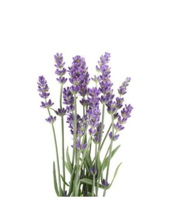 Lavendel 50g