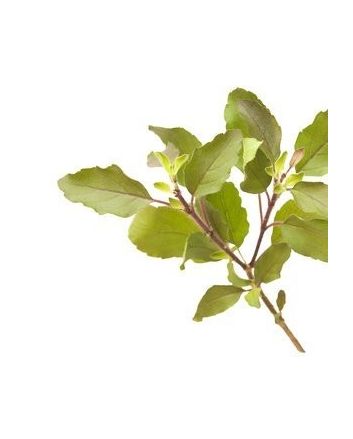 Tulsi - Indisches Basilikum 15g